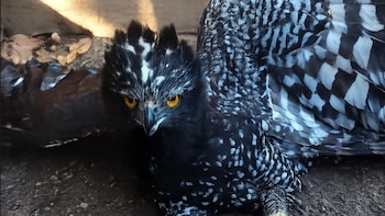 Primer avistamiento de águila tirana en la Sierra Gorda de Querétaro: esta es la razón por la cual es histórico