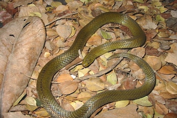 Culebra tierrera de Carrión