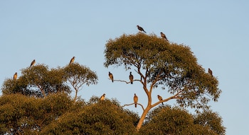 Varias aves oscuras con reflejos dorados se posan en un gran árbol de follaje denso bajo un cielo azul claro, iluminadas por la luz del amanecer.