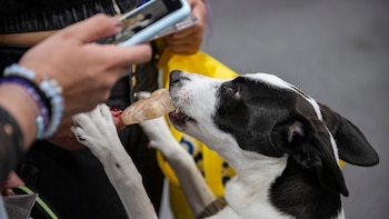 Expopet 2026 buscará encontrar hogar para 101 perros y gatos rescatados: así puede adoptar y cuáles son los requisitos