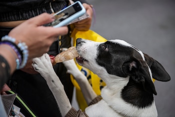 Expopet 2026 se realizará del 13 al 17 de agosto en Corferias y reunirá a más de 200 expositores dedicados al bienestar y cuidado de las mascotas. - crédito Expopet