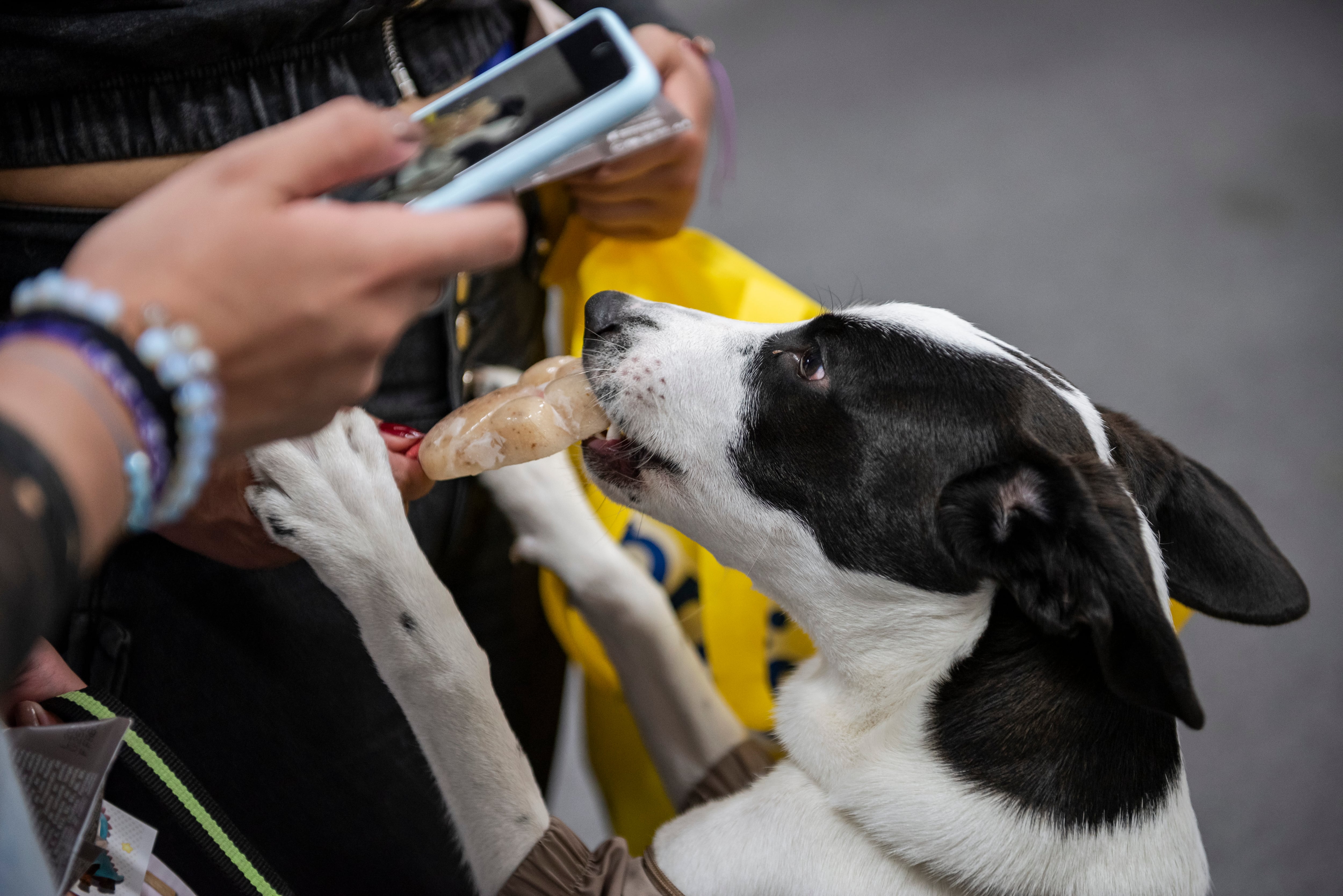 Expopet 2026 buscará encontrar hogar para 101 perros y gatos rescatados: así puede adoptar y cuáles son los requisitos