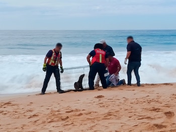 Los animales fueron trasladados y