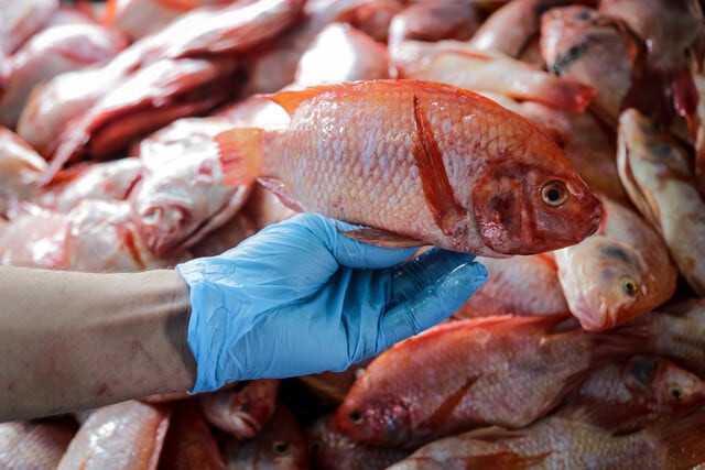 El precio promedio por kilo de pescado pasó de $29.698 en marzo de 2025 a $31.125 en marzo de 2026, una variación de 4,80% que se siente con más fuerza en algunas especies que en otras- crédito Colprensa
