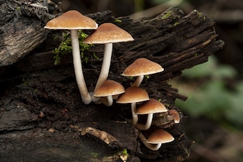 Setas en el bosque (Magnific)
