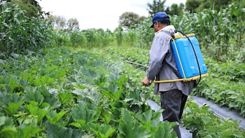 El programa Crediticio Tob’anik prioriza a pequeños productores y fortalece el empleo rural en Guatemala