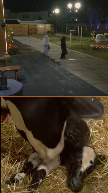 La vaca "Jacinta" parió durante