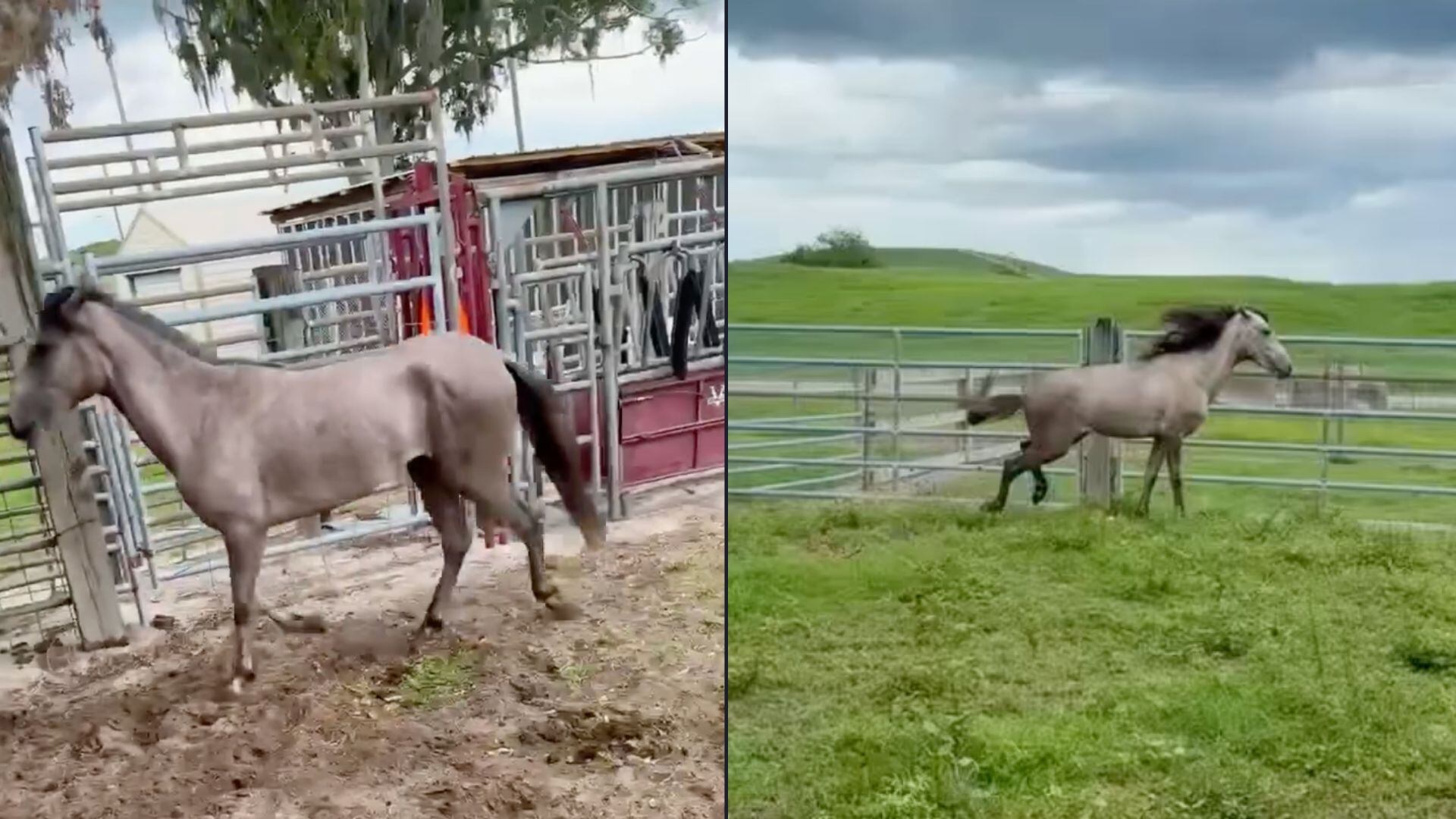 La policía encontró a Thunder extremadamente delgado y desnutrido, con los huesos protuberantes, según el comunicado de prensa—(Facebook, @polkcountysheriff)