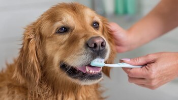 Según la Clínica Veterinaria de