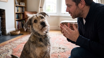 La ciencia relaciona el gesto canino con el lenguaje social de las personas