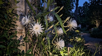 Flores blancas abiertas de tallos verdes sobre un enrejado de madera frente a un muro de piedra y un sendero de jardín iluminado.