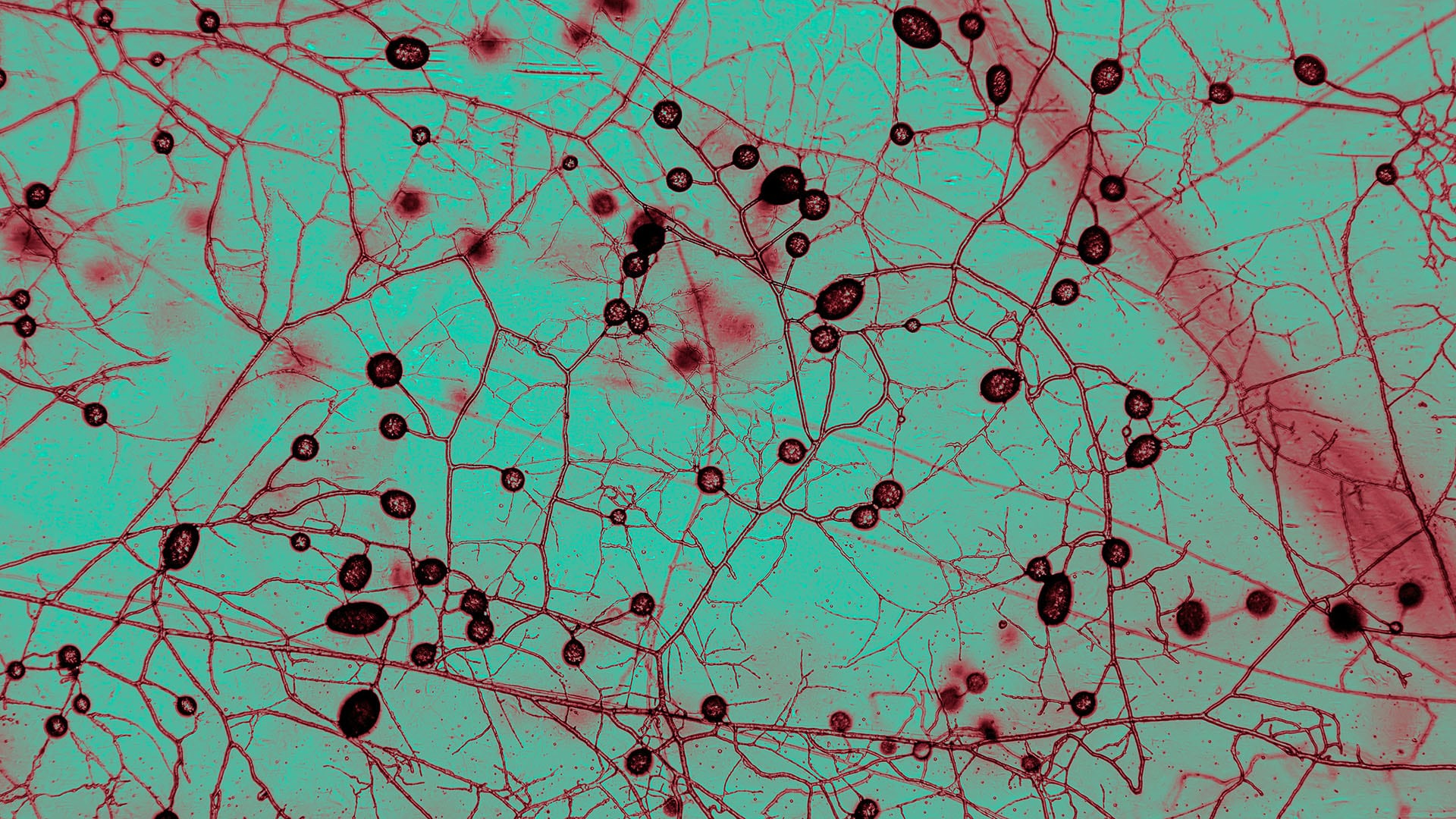 Los suelos superiores del planeta contienen unos 110 cuatrillones de kilómetros de redes fúngicas vivas, según el nuevo mapa global de hongos/ Tomás Munita
