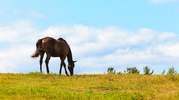 Argentina, uno de los principales