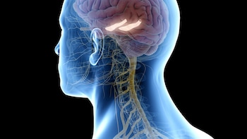 Un estudio internacional con participación de la UPM revela el mecanismo que utiliza el cerebro ante la incertidumbre
