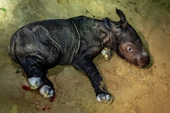 La cría peso alrededor de