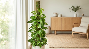 Gran planta potos con hojas verdes y amarillas trepando un tutor de musgo, en maceta blanca junto a ventana iluminada en interior con muebles de madera clara.
