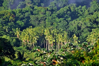 El descubrimiento refuerza la posición de Panamá como uno de los países con mayor biodiversidad por kilómetro cuadrado en el continente americano. EFE