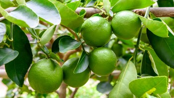 La falta de disponibilidad ya