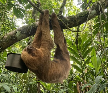 Perezoso de tres dedos marrón colgando boca abajo de una rama de árbol. Su cara mira hacia el frente, con un recipiente oscuro junto a su cabeza. Fondo de follaje verde denso