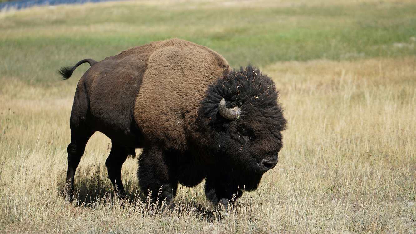 El regreso de seis bisontes americanos tras dos siglos de ausencia simboliza la restauración ecológica de las praderas de Illinois