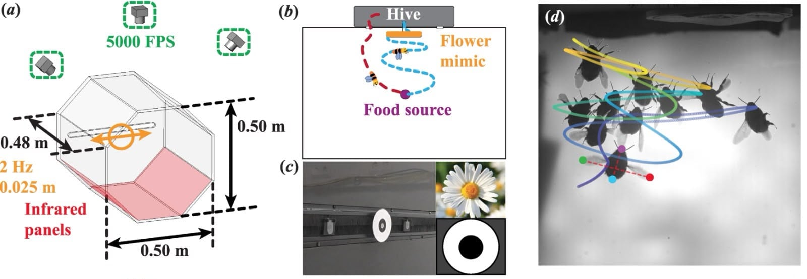 Tres cámaras de alta velocidad registraron las maniobras de aproximación para reconstruir los trayectos de vuelo en tres dimensiones. (Gentileza, estudio La integración visual-inercial permite a los abejorros posarse en flores que se mueven rápidamente, publicado en Journal of the Royal Society Interface)