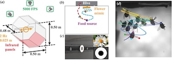 Cuatro recuadros con un diagrama de una estructura hexagonal, un esquema de trayectoria, fotos de flores y abejas en vuelo con líneas de colores