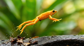 Una rana de piel naranja brillante está en pleno salto sobre un tronco oscuro y mojado, con gotas de agua salpicando. El fondo es verde difuminado.