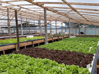 Invernadero de lechuga hidropónica. Un