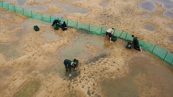 En 2024, solo 700.000 crías