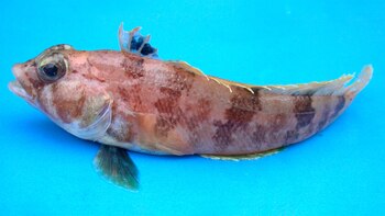 Los bacalaos de roca de