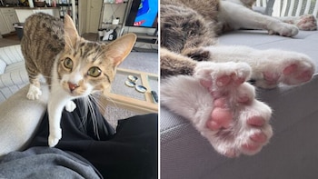 Toby, el gato que sorprendió a su familia con 28 dedos y llegó al Guinness
