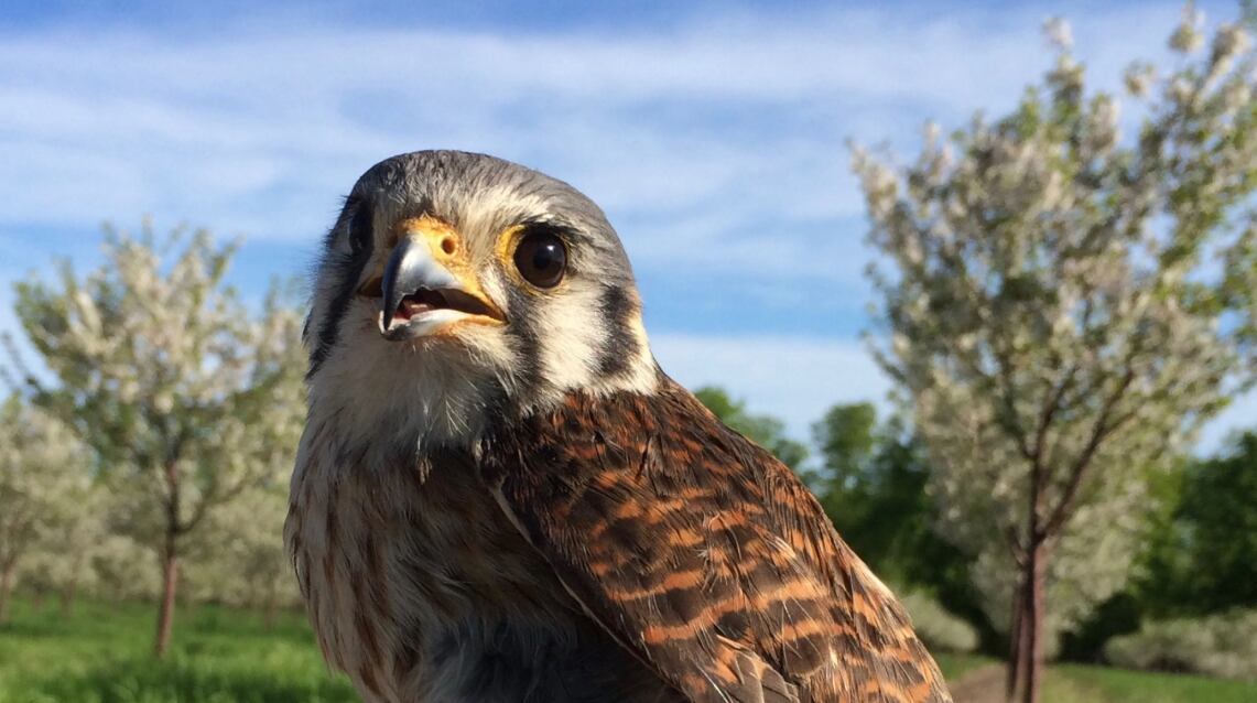 Rápido y versátil, el halcón americano patrulla los cielos rurales, convirtiéndose en un recurso natural para el equilibrio ecológico en los campos agrícolas (Universidad Estatal de Michigan)