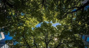 Vista contrapicada de la frondosa copa de un árbol con hojas verdes contra el cielo azul y esquinas de edificios modernos.