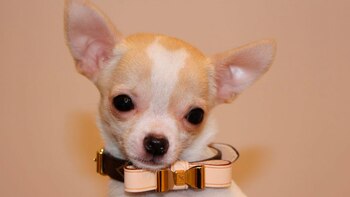 La pareja busca justicia e