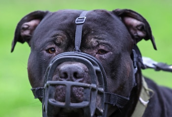 Perro Bully XL. (REUTERS/Toby Melville)