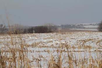 Vista panorámica de un campo nevado con rastrojos de maíz y varias Grullas Trompeteras blancas en el centro, con árboles y un cielo gris al fondo