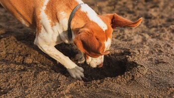 Permitir que las mascotas expresen