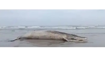 Una ballena jorobada hembra fue hallada varada en el litoral del distrito de San José, en Lambayeque. Andina