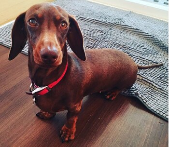 Pipsqueak llegó a casa el