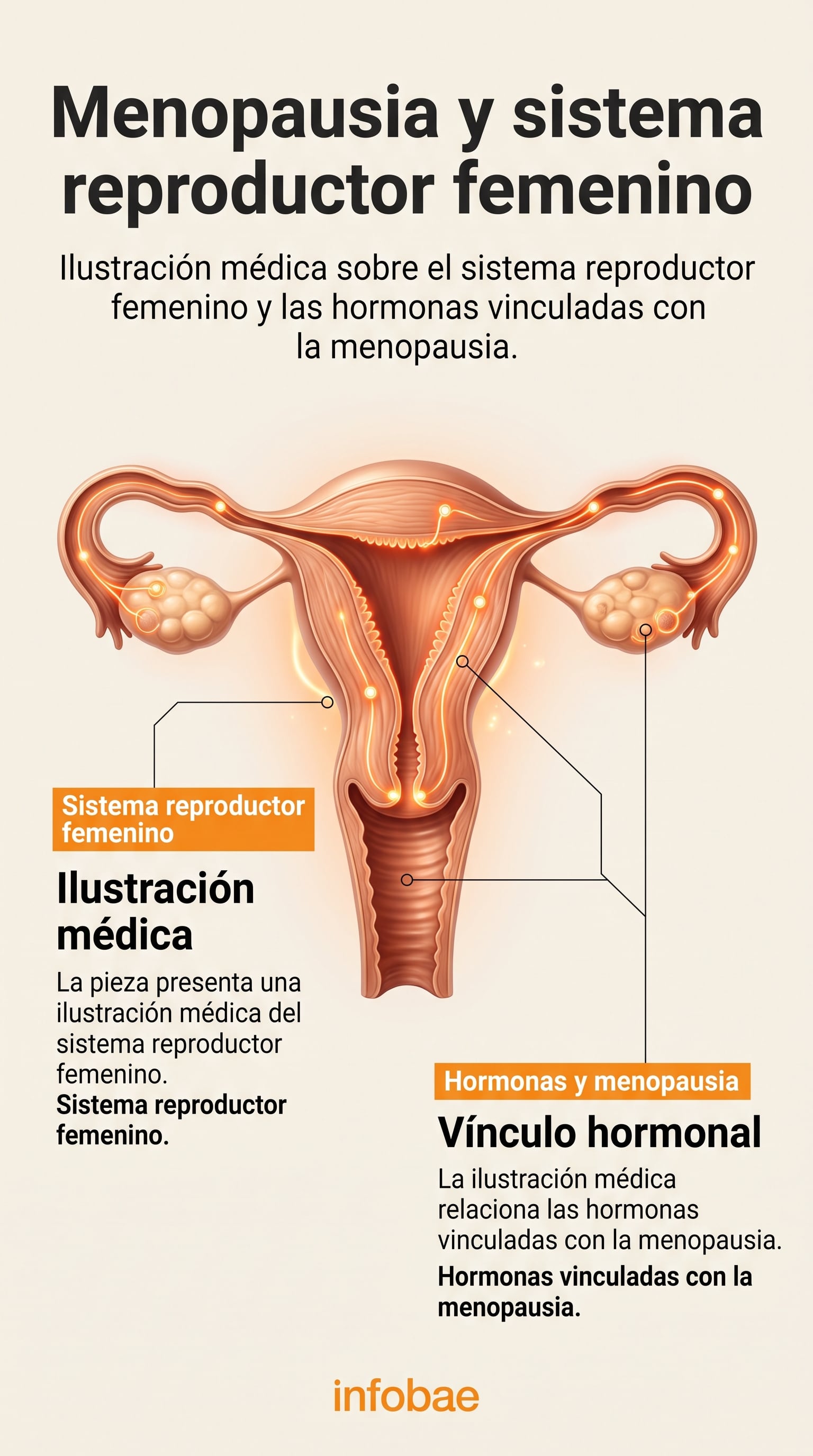 La menopausia concentra variaciones en los sistemas hormonales, la densidad ósea, el colesterol y las funciones renal y hepática (Imagen Ilustrativa Infobae)