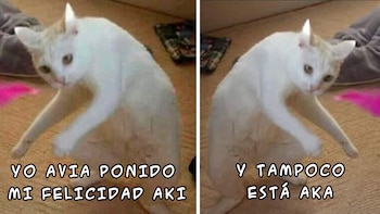 Los 5 memes más graciosos de gatos. (foto: El deforma)