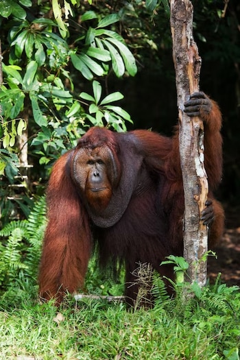 Orangután adulto de pelaje marrón rojizo con almohadillas faciales, apoya una mano en un tronco. Fondo de vegetación verde y hierba en el suelo