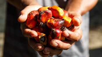 La producción de palma aceitera, clave para la industria de alimentos y energías en el mundo, se dispara en Perú