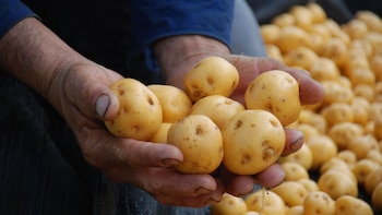 La papa amarilla contiene antioxidantes