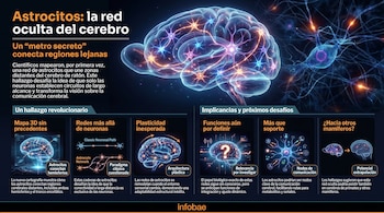 Infografía de un cerebro translúcido con redes luminosas de astrocitos interconectados, acompañado de texto y diagramas sobre conectividad cerebral.