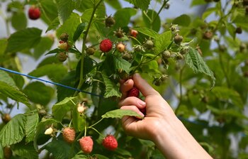Maidstone (Reino Unido) EFE/EPA/NEIL HALL/Archivo