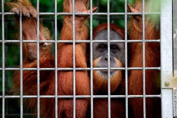 Dos orangutanes, una especie amenazada,