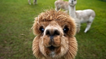 Alpacas. Foto: Captura