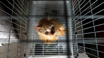 Debido a las denuncias de