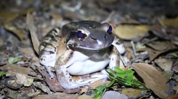 El pollo de montaña, o